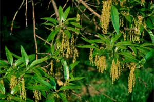 Picture of Shingle Oak tree flowers.