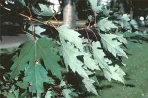 Picture of Silver Maple tree leaves upper and underside.