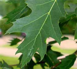 Leaf Sinus is Greater or Less than Halfway - Choose