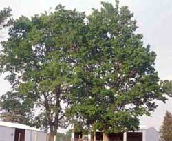 Picture of a Southern Hackberry tree.