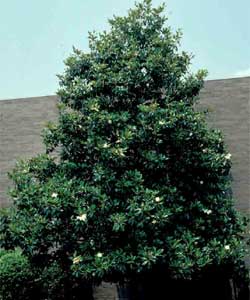 Picture of a Southern Magnolia tree.