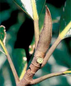 Picture of Southern Magnolia tree flower bud.