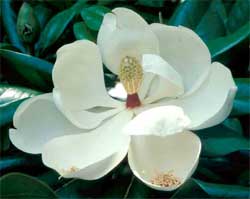 Picture of a Southern Magnolia tree flower.