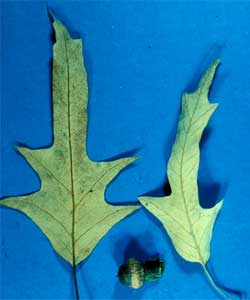 Picture of Spanish Oak tree leaves and bark.