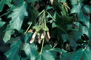 Picture of Sugar Maple tree leaves and fruit.