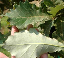 Picture of Swamp White Oak tree leaves front and back..