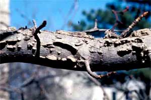 Picture of a Sweetgum tree branch with corky wings.