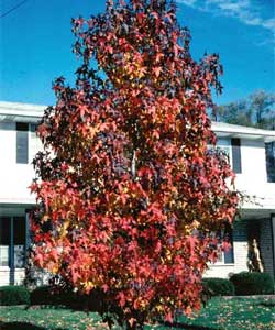 Picture of a Sweetgum tree in fall color.