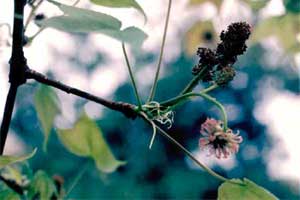 Picture of Sweetgum tree flowers.