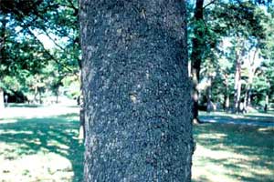 Picture of Sycamore tree bark.