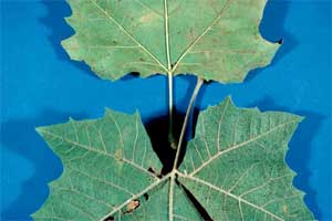 Picture comparing leaves from a Sycamore and a London Planetree.