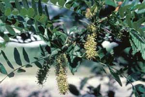 Picture of Thornless Honeylocust tree leaves and flowers. Link to Thornless Honeylocust tree.