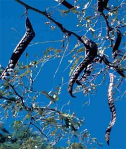 Picture of Thornless Honeylocust tree fruit pod on a female tree.