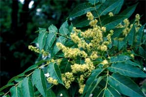 Picture of Tree of Heaven tree in fall color.