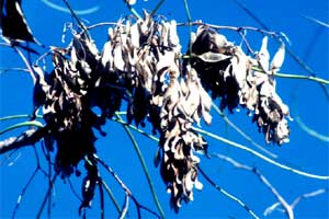 Picture of Tree of Heaven tree fruit clusters.