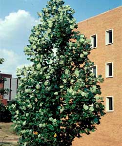 Picture of a Tulip Poplar tree with flowers.