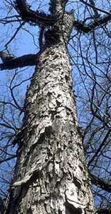 Picture of Water Hickory tree bark.