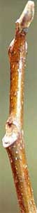 Picture of a Water Hickory tree twig.