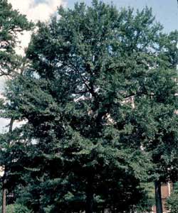 Picture of a Water Oak tree.