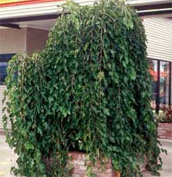 Picture of a Weeping White Mulberry tree.