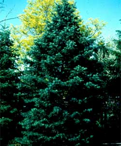 Picture of a White Fir tree.