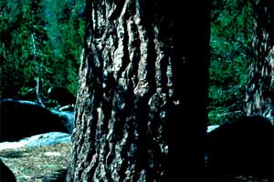 Picture of White Fir tree bark.