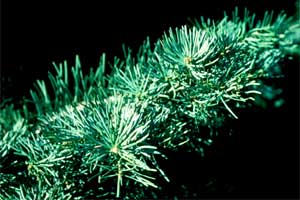 Picture of White Fir tree branch and needles.