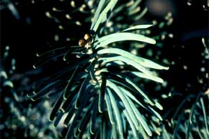 Picture of White Fir tree needles.