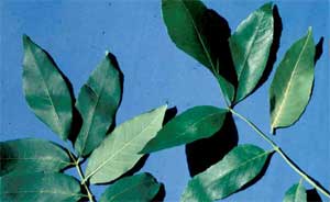 Picture comparing leaves of a White Ash and Green Ash tree.