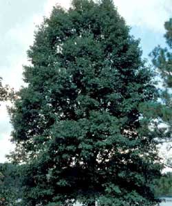 Picture of a White Oak tree.