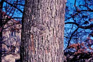 Picture of White Oak tree bark.
