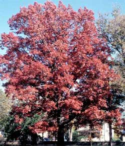 Picture of a White Oak tree in fall color.