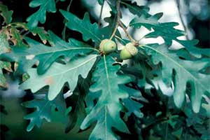 Picture of White Oak tree leaves and fruit. Link to White Oak tree.
