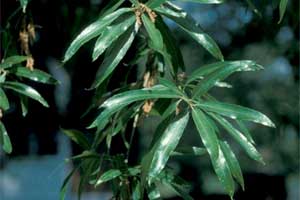 Picture of half inch wide leaves. Link to Willow Oak tree.
