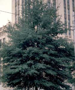 Picture of a Willow Oak tree.