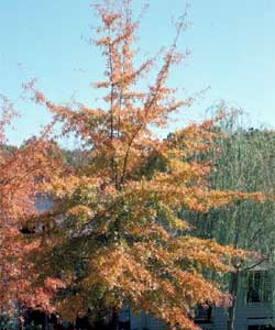 Picture of a Willow Oak tree in fall color.