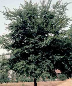 Picture of a Winged Elm tree.