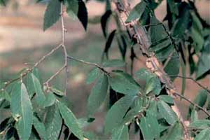 Picture of Winged Elm tree leaves and wings on a limb.