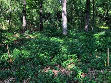 Yellow Flagged Demo Plot Treated with 41% Glyphosate Cut Stump and Paint treatment