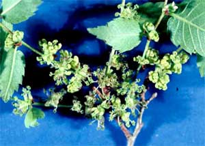 Picture of Zelkova tree leaves and flowers.