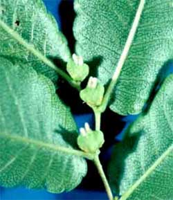 Picture of Zelkova tree fruit.