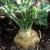 Celeriac | Vegetable Gardening | Arkansas