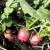 Radish | Vegetable Gardening | Arkansas