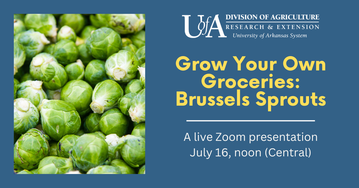 Grow Your Own Groceries Brussels Sprouts Grow Your Own Brussel Sprouts