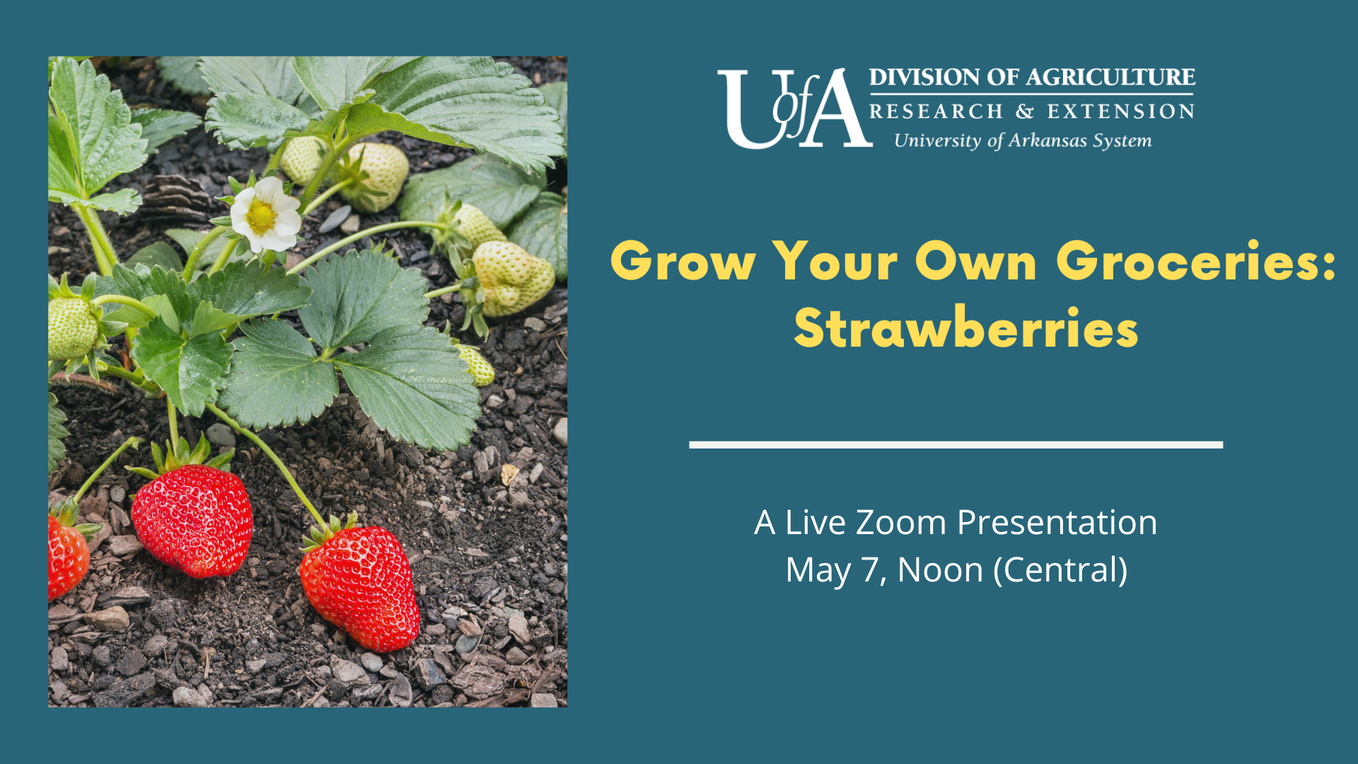 How to grow your own strawberries