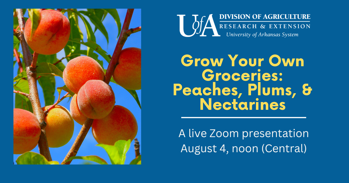 Grow-your-own-groceries-stone fruits-2026.png Grow Your Own Groceries: Peaches, Plums and Nectarines