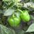 Peppers | Vegetable Gardening | Arkansas