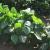 Green Beans | Vegetable Gardening | Arkansas