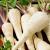 Parsnip | Vegetable Gardening | Arkansas