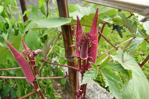 Red okra plant